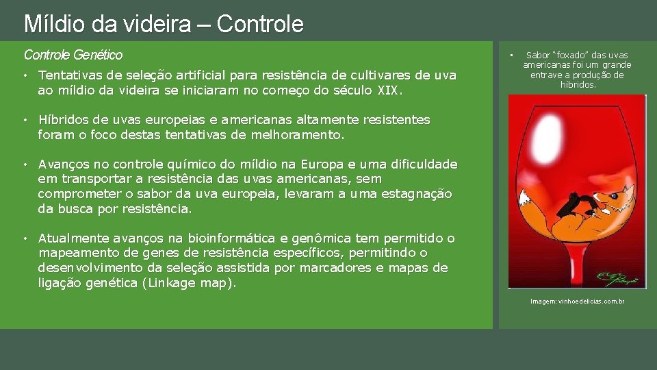 Míldio da videira – Controle Genético • Tentativas de seleção artificial para resistência de