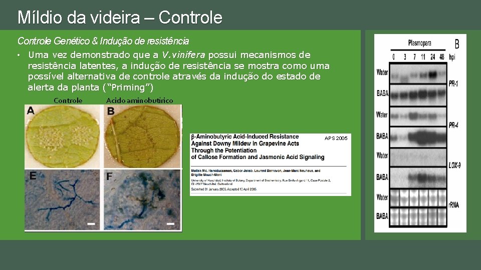 Míldio da videira – Controle Genético & Indução de resistência • Uma vez demonstrado