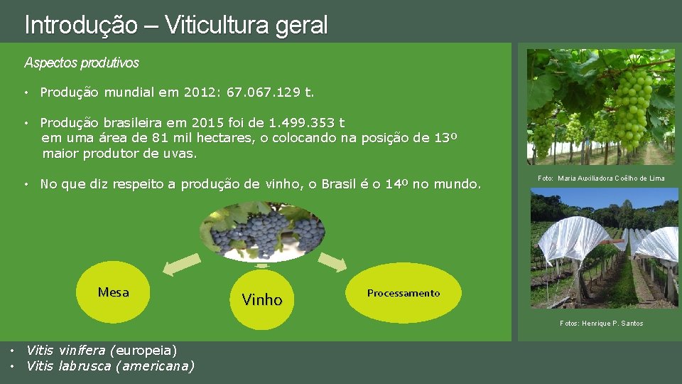 Introdução – Viticultura geral Aspectos produtivos • Produção mundial em 2012: 67. 067. 129