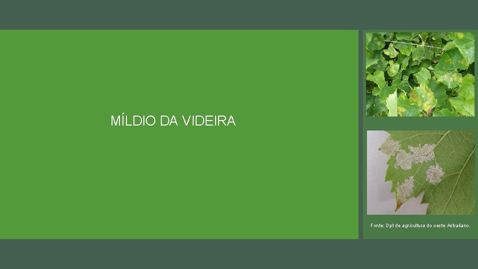 MÍLDIO DA VIDEIRA Fonte: Dpt de agricultura do oeste Astraliano. 