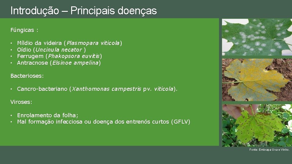 Introdução – Principais doenças Fúngicas : • • Míldio da videira (Plasmopara viticola) Oídio