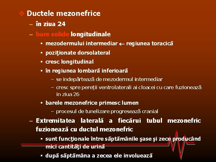 v Ductele mezonefrice – în ziua 24 – bare solide longitudinale § mezodermului intermediar