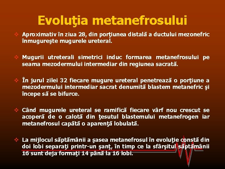 Evoluţia metanefrosului v Aproximativ în ziua 28, din porţiunea distală a ductului mezonefric înmugureşte