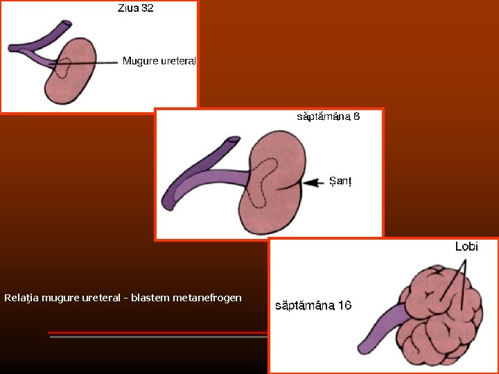 Relaţia mugure ureteral - blastem metanefrogen 