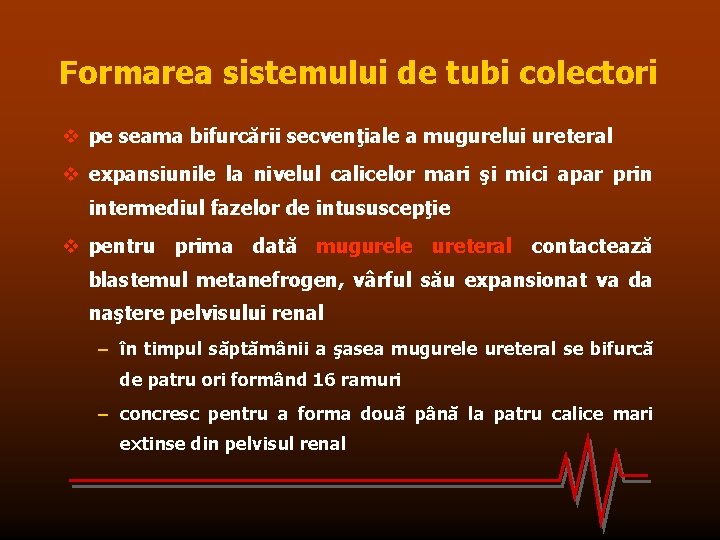 Formarea sistemului de tubi colectori v pe seama bifurcării secvenţiale a mugurelui ureteral v