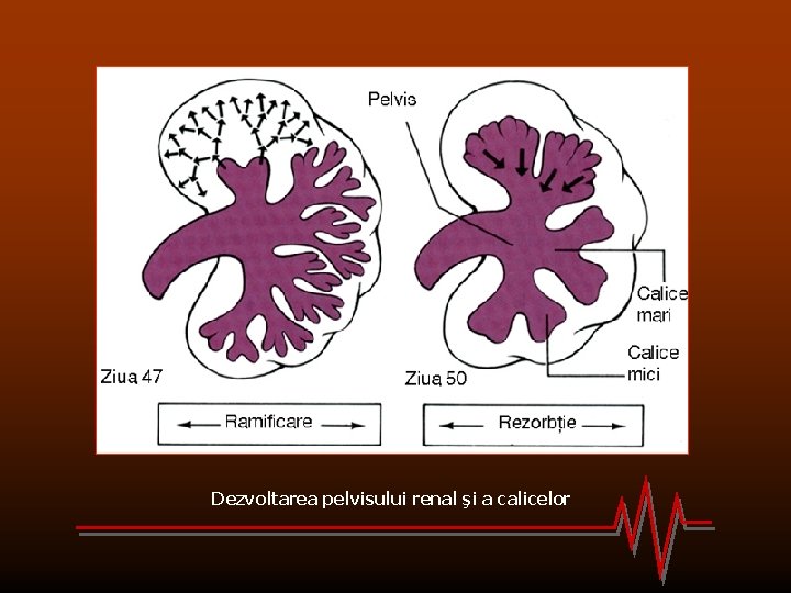 Dezvoltarea pelvisului renal şi a calicelor 