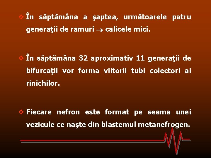 v În săptămâna a şaptea, următoarele patru generaţii de ramuri calicele mici. v În