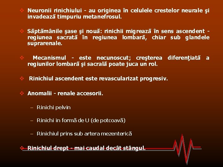 v Neuronii rinichiului - au originea în celulele crestelor neurale şi invadează timpuriu metanefrosul.