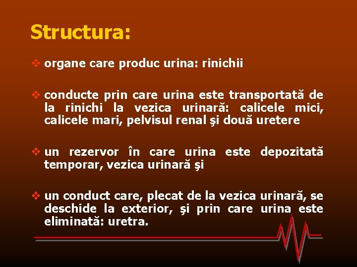 Structura: v organe care produc urina: rinichii v conducte prin care urina este transportată