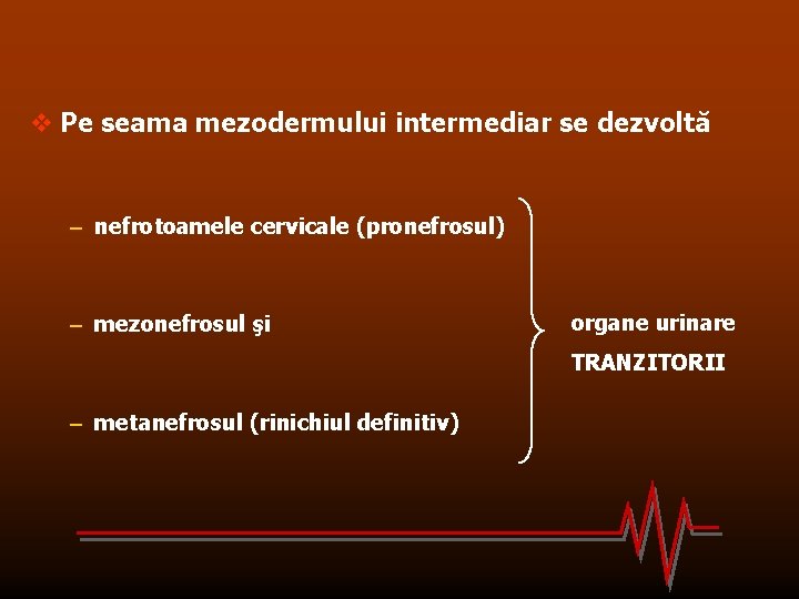 v Pe seama mezodermului intermediar se dezvoltă – nefrotoamele cervicale (pronefrosul) – mezonefrosul şi