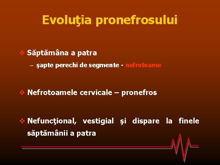 Evoluţia pronefrosului v Săptămâna a patra – şapte perechi de segmente - nefrotoame v