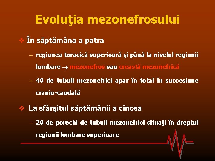 Evoluţia mezonefrosului v În săptămâna a patra – regiunea toracică superioară şi până la