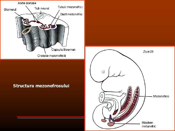 Structura mezonefrosului 