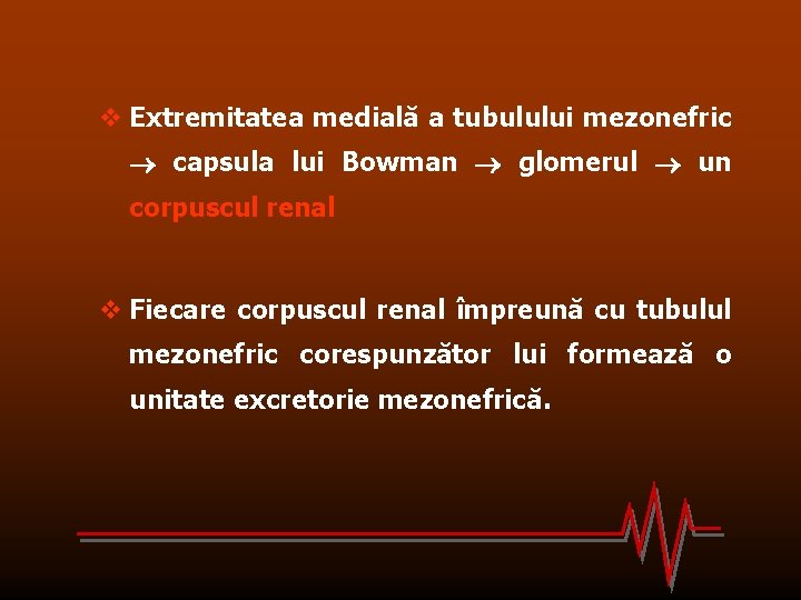 v Extremitatea medială a tubulului mezonefric capsula lui Bowman glomerul un corpuscul renal v