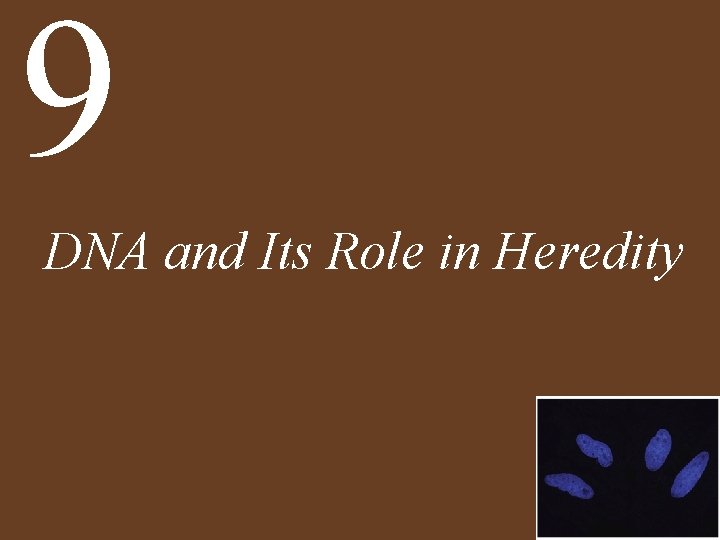 9 DNA and Its Role in Heredity 