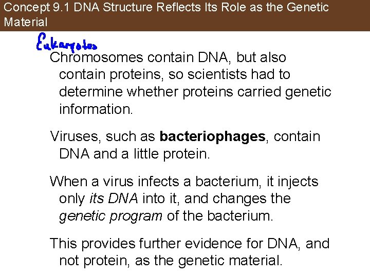 Concept 9. 1 DNA Structure Reflects Its Role as the Genetic Material Chromosomes contain