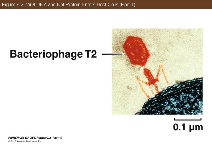 Figure 9. 2 Viral DNA and Not Protein Enters Host Cells (Part 1) 