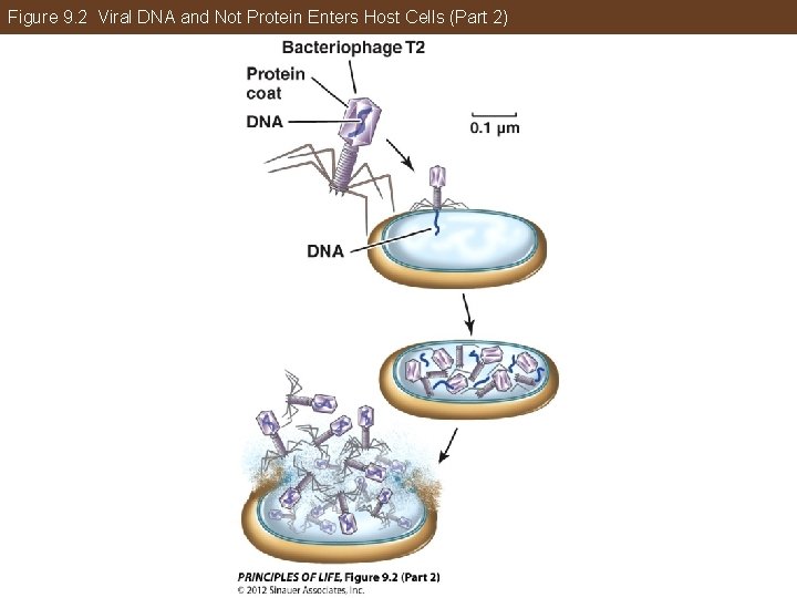 Figure 9. 2 Viral DNA and Not Protein Enters Host Cells (Part 2) 