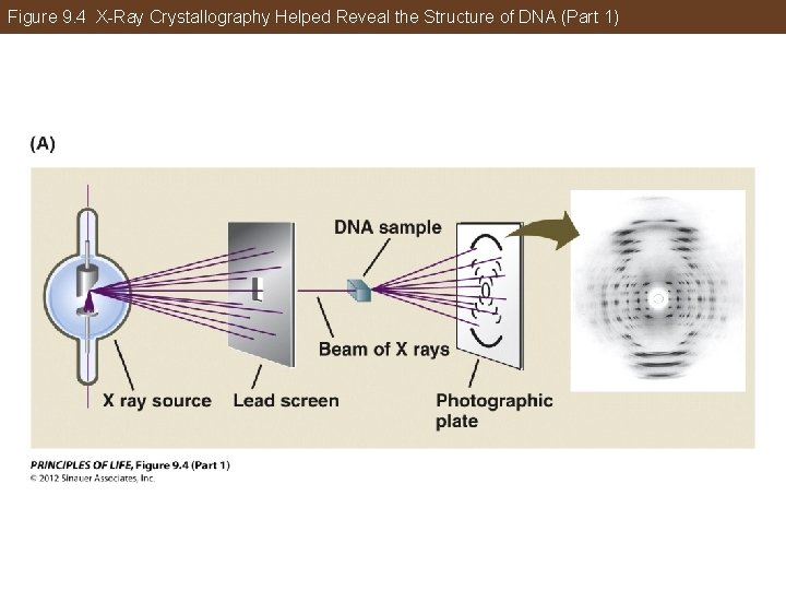 Figure 9. 4 X-Ray Crystallography Helped Reveal the Structure of DNA (Part 1) 