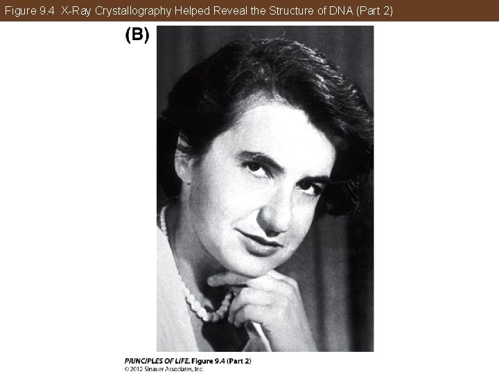 Figure 9. 4 X-Ray Crystallography Helped Reveal the Structure of DNA (Part 2) 