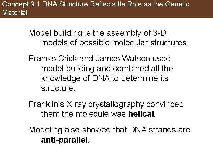 Concept 9. 1 DNA Structure Reflects Its Role as the Genetic Material Model building
