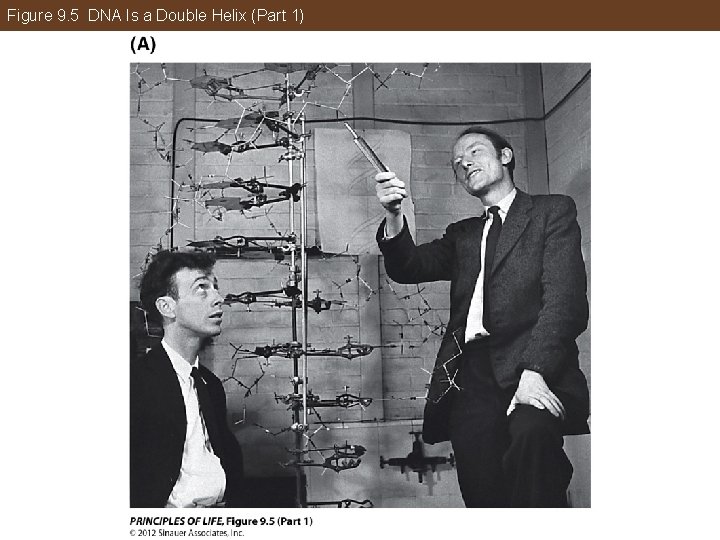 Figure 9. 5 DNA Is a Double Helix (Part 1) 