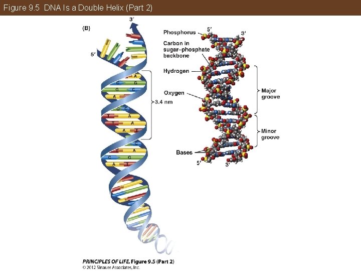 Figure 9. 5 DNA Is a Double Helix (Part 2) 