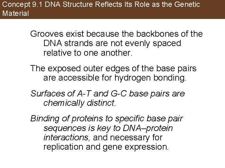 Concept 9. 1 DNA Structure Reflects Its Role as the Genetic Material Grooves exist