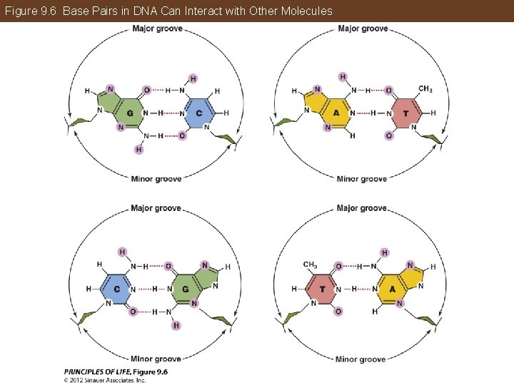 Figure 9. 6 Base Pairs in DNA Can Interact with Other Molecules 