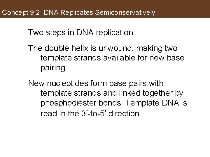 Concept 9. 2 DNA Replicates Semiconservatively Two steps in DNA replication: The double helix