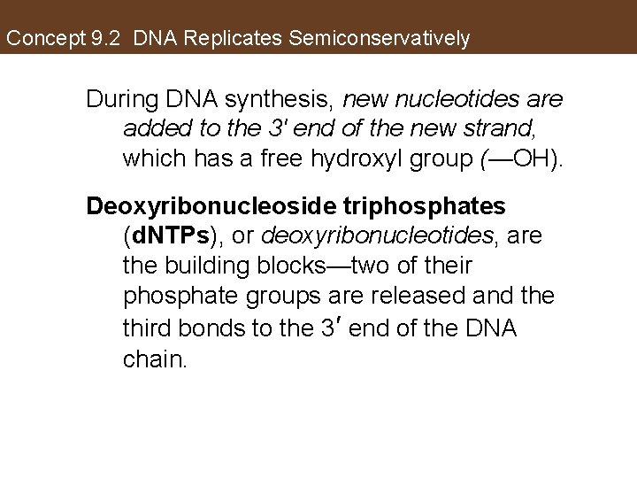 Concept 9. 2 DNA Replicates Semiconservatively During DNA synthesis, new nucleotides are added to