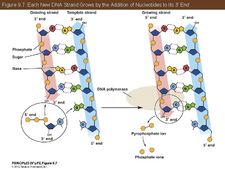 Figure 9. 7 Each New DNA Strand Grows by the Addition of Nucleotides to