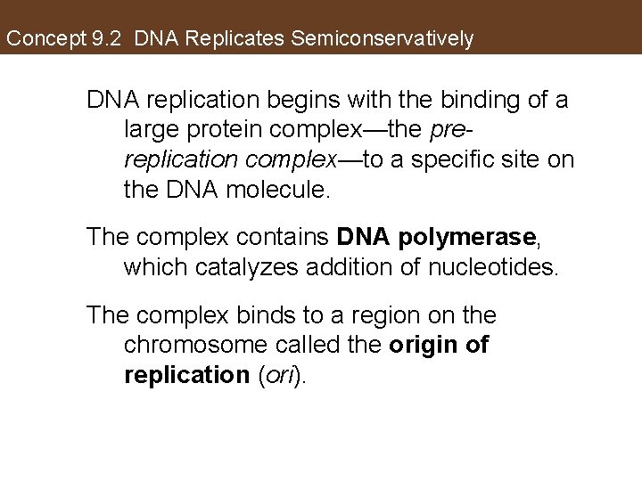 Concept 9. 2 DNA Replicates Semiconservatively DNA replication begins with the binding of a
