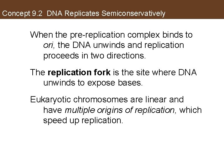 Concept 9. 2 DNA Replicates Semiconservatively When the pre-replication complex binds to ori, the