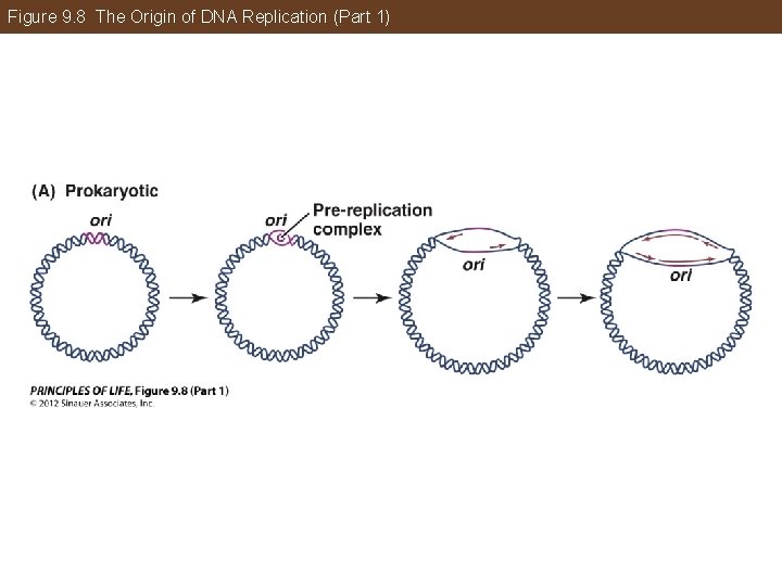 Figure 9. 8 The Origin of DNA Replication (Part 1) 