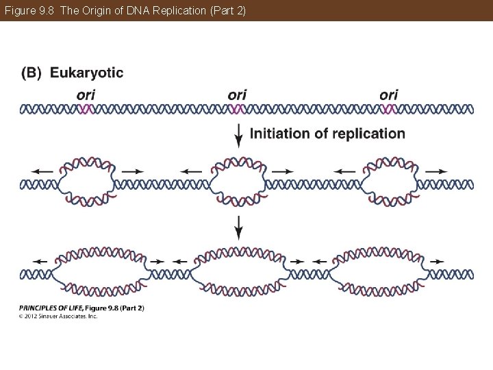 Figure 9. 8 The Origin of DNA Replication (Part 2) 