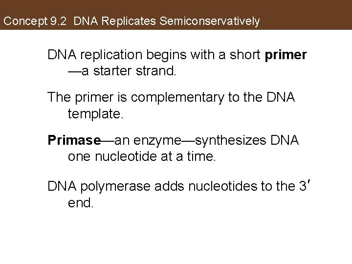 Concept 9. 2 DNA Replicates Semiconservatively DNA replication begins with a short primer —a