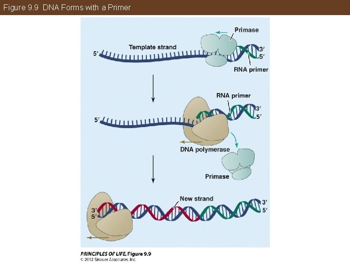Figure 9. 9 DNA Forms with a Primer 