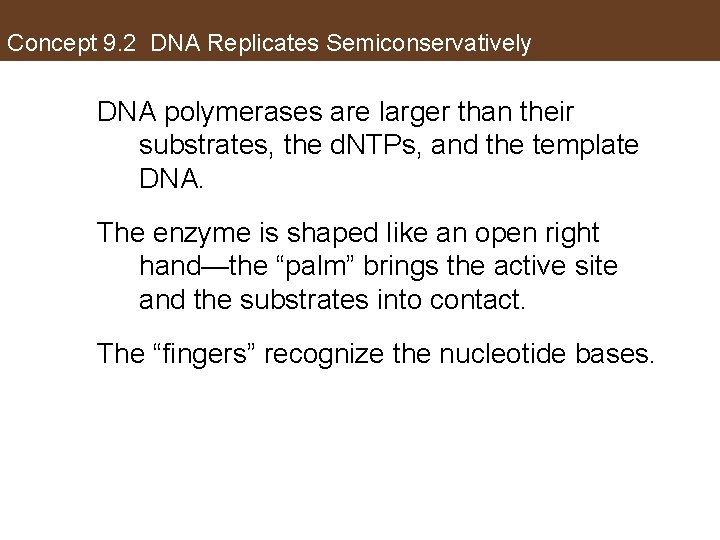 Concept 9. 2 DNA Replicates Semiconservatively DNA polymerases are larger than their substrates, the