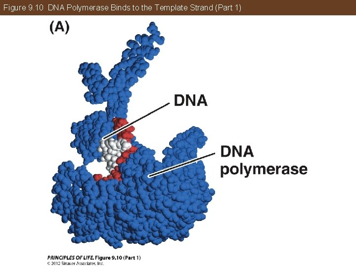 Figure 9. 10 DNA Polymerase Binds to the Template Strand (Part 1) 
