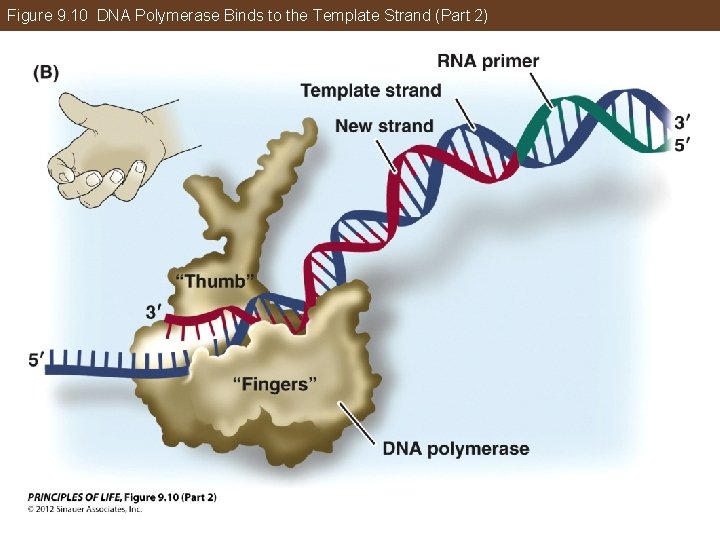 Figure 9. 10 DNA Polymerase Binds to the Template Strand (Part 2) 