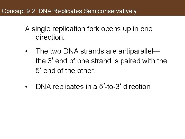 Concept 9. 2 DNA Replicates Semiconservatively A single replication fork opens up in one