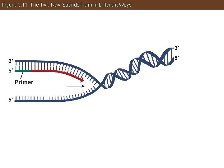 Figure 9. 11 The Two New Strands Form in Different Ways 