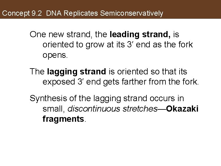 Concept 9. 2 DNA Replicates Semiconservatively One new strand, the leading strand, is oriented