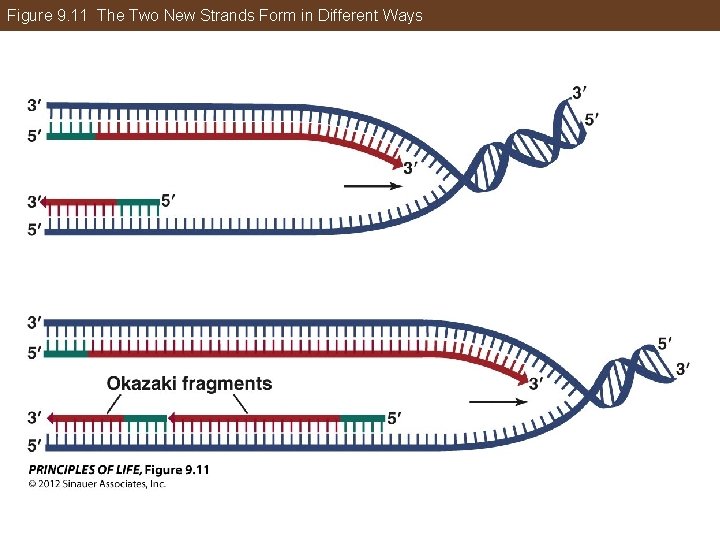 Figure 9. 11 The Two New Strands Form in Different Ways 