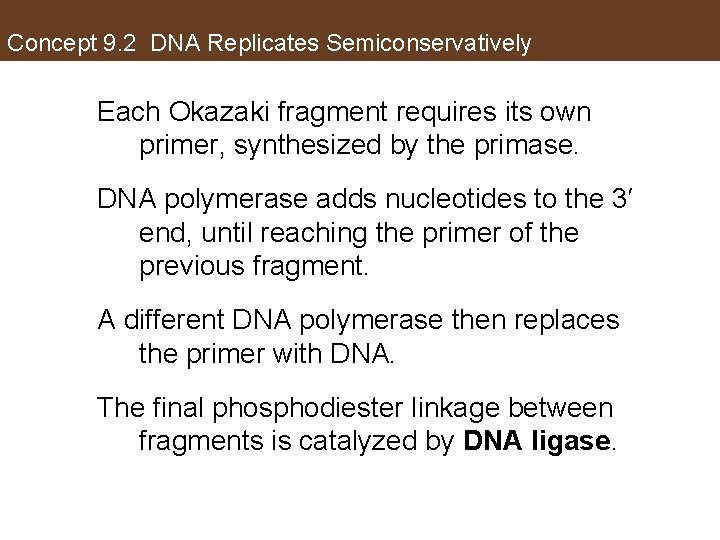 Concept 9. 2 DNA Replicates Semiconservatively Each Okazaki fragment requires its own primer, synthesized