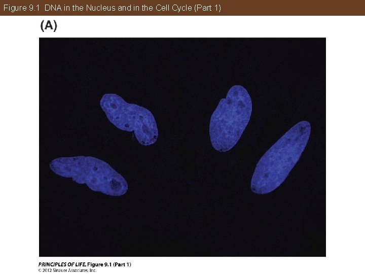 Figure 9. 1 DNA in the Nucleus and in the Cell Cycle (Part 1)