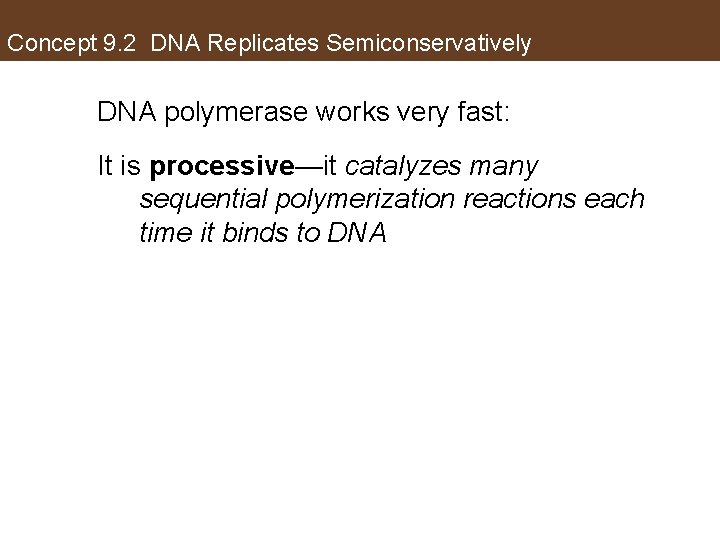 Concept 9. 2 DNA Replicates Semiconservatively DNA polymerase works very fast: It is processive—it