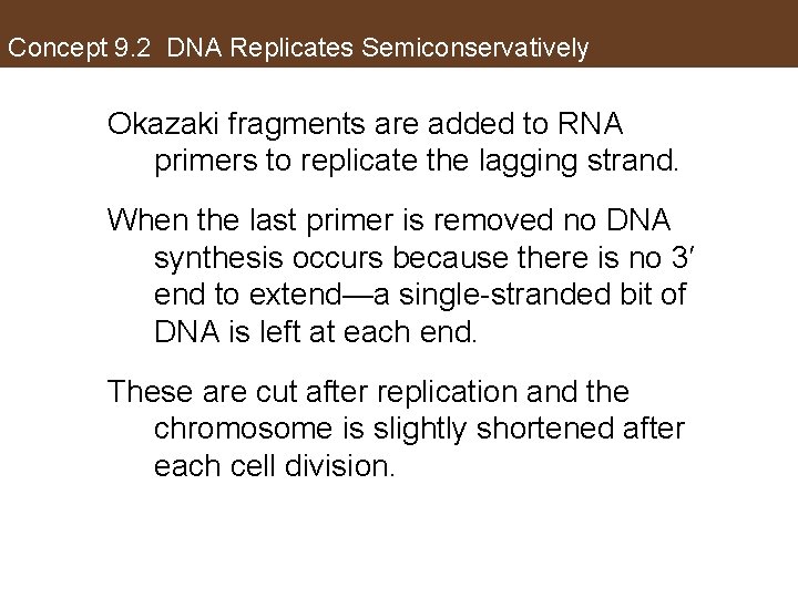 Concept 9. 2 DNA Replicates Semiconservatively Okazaki fragments are added to RNA primers to