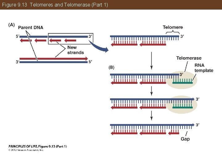 Figure 9. 13 Telomeres and Telomerase (Part 1) 